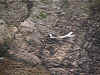 See a movie for landing a Newsting on the bush (2459279 bytes)