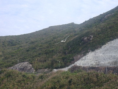 dart2.jpg (34009 bytes)