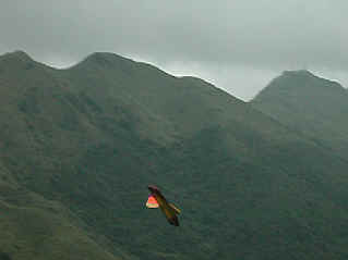 Bluto on a tour of Hong Kong (2683611 bytes)