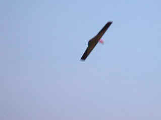 Last soaring after sunset (2136771 bytes)